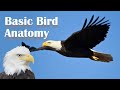 Basic Bird Anatomy 