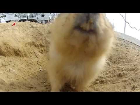 Space Launch Gopher - Funny