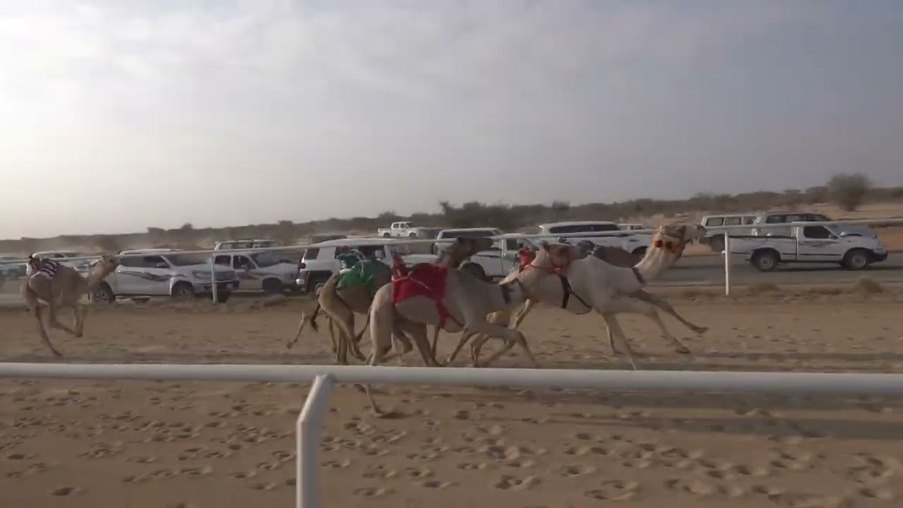 ش3 بكار مفاريد 1447/07/28هـ - 2026/01/17م (العوجا) صالح بريكان عيضه الشلوي