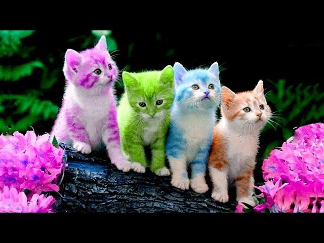 猫かわいい すごくかわいい子猫 最も面白い猫の映画 256 Youtube