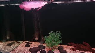 Red Sumo Arowana update 11 Sep 2021