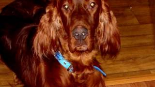 Irish setter. A selection of photos of beautiful dogs by World animals 35 views 7 years ago 2 minutes, 54 seconds