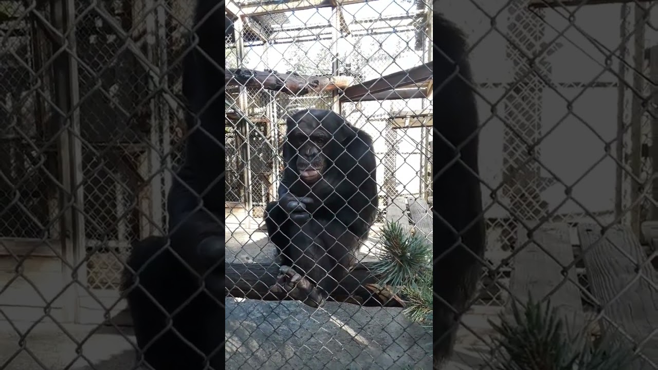 😆Monkey Makes Fart Noises with His Mouth 