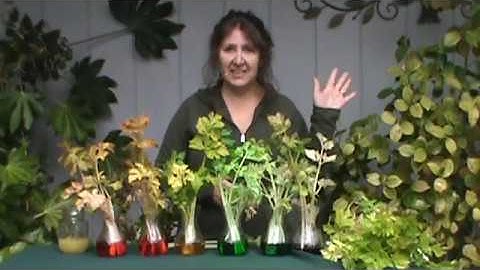 Rainbow Celery Experiment