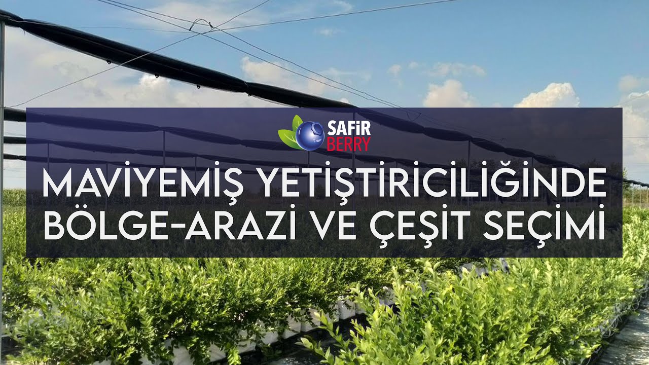 MAVİYEMİŞ YETİŞTİRİCİLİĞİNDE BÖLGE, ARAZİ VE ÇEŞİT SEÇİMİ