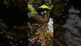 #Waldameisen #ameise #natur #music #musica