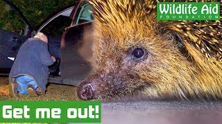 Hedgehog TRAPPED under car seat! How do we get him out?!