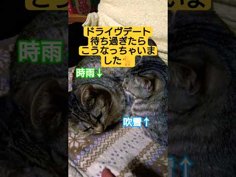 ドライヴデートの為お利口さんして、モモンガのお風呂と夕食待ちしていたら…待ちくたびれてこうなっちゃいました#cat #猫のいる暮らし #猫のいる生活 #いやしねこ