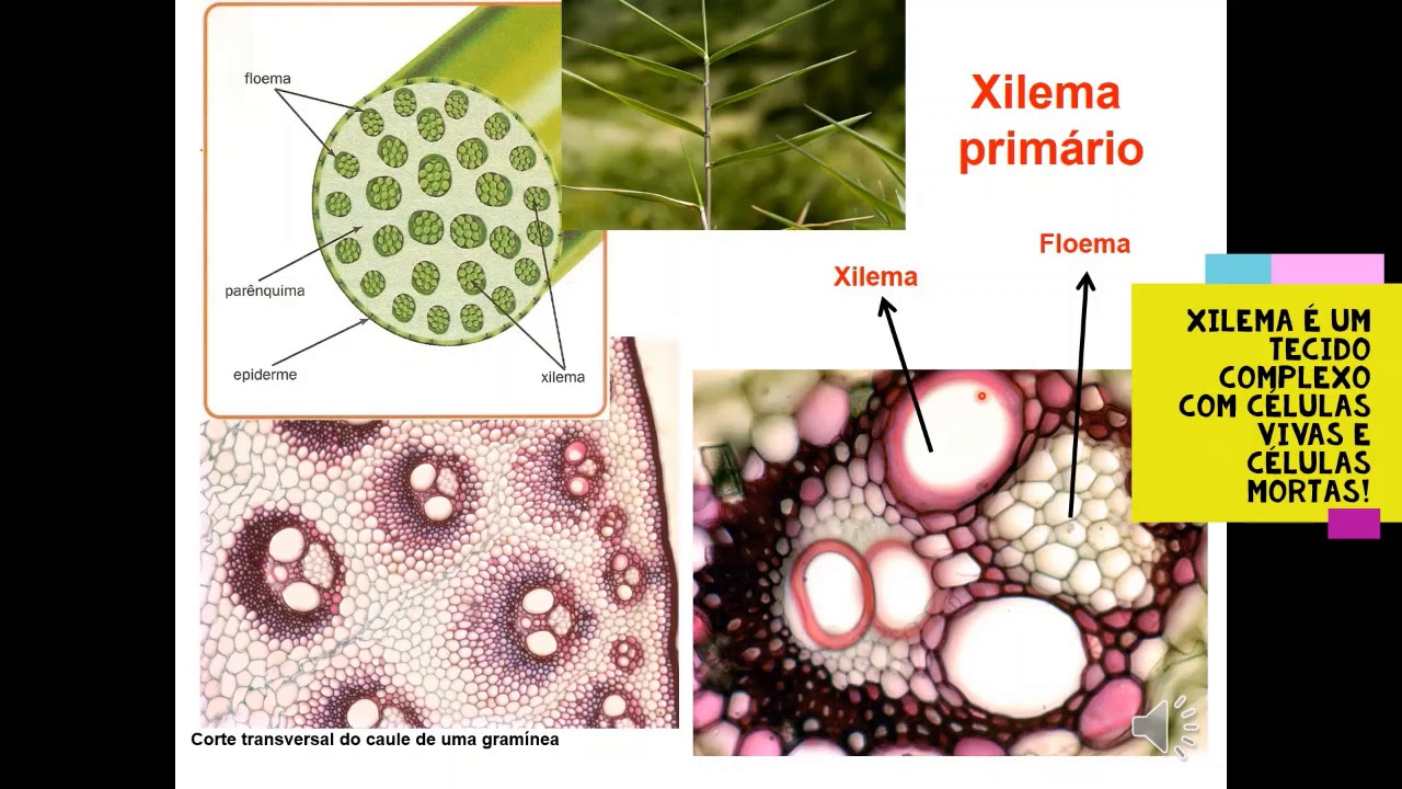 3 Xilema Primário 3/5 YouTube