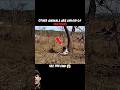 The Predator Becomes the Prey #trending #animals #wildlife #shorts