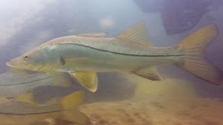 Common Snook, Centropomus undecimalis Snook Family