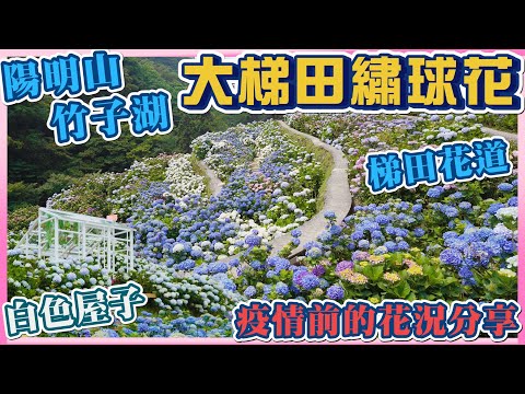 2021 陽明山竹子湖繡球花 - 大梯田花卉生態農園繡球花 I 梯田式繡球花海 I 繡球花海中的白房子 I 蝴蝶繡球花、玫瑰繡球花 I 疫情爆發前的繡球花況