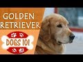Dogs 101 - GOLDEN RETRIEVER - Top Dog Facts About the GOLDEN RETRIEVER