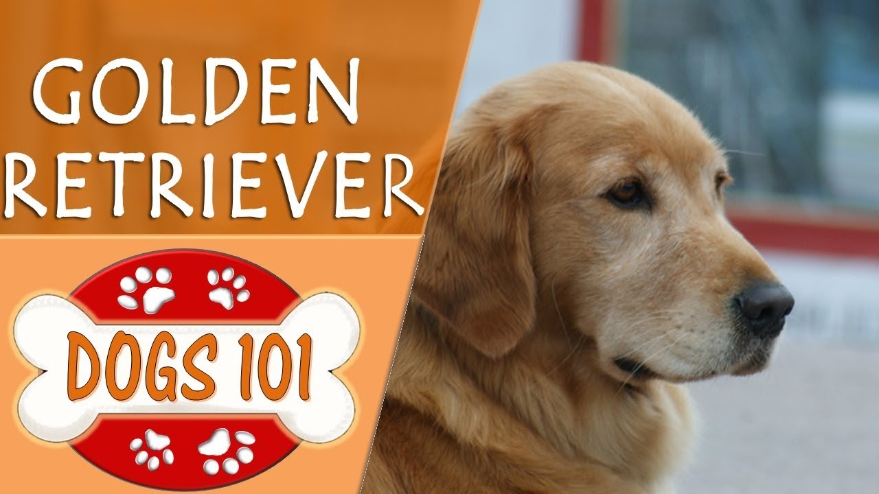 golden retriever dog 101