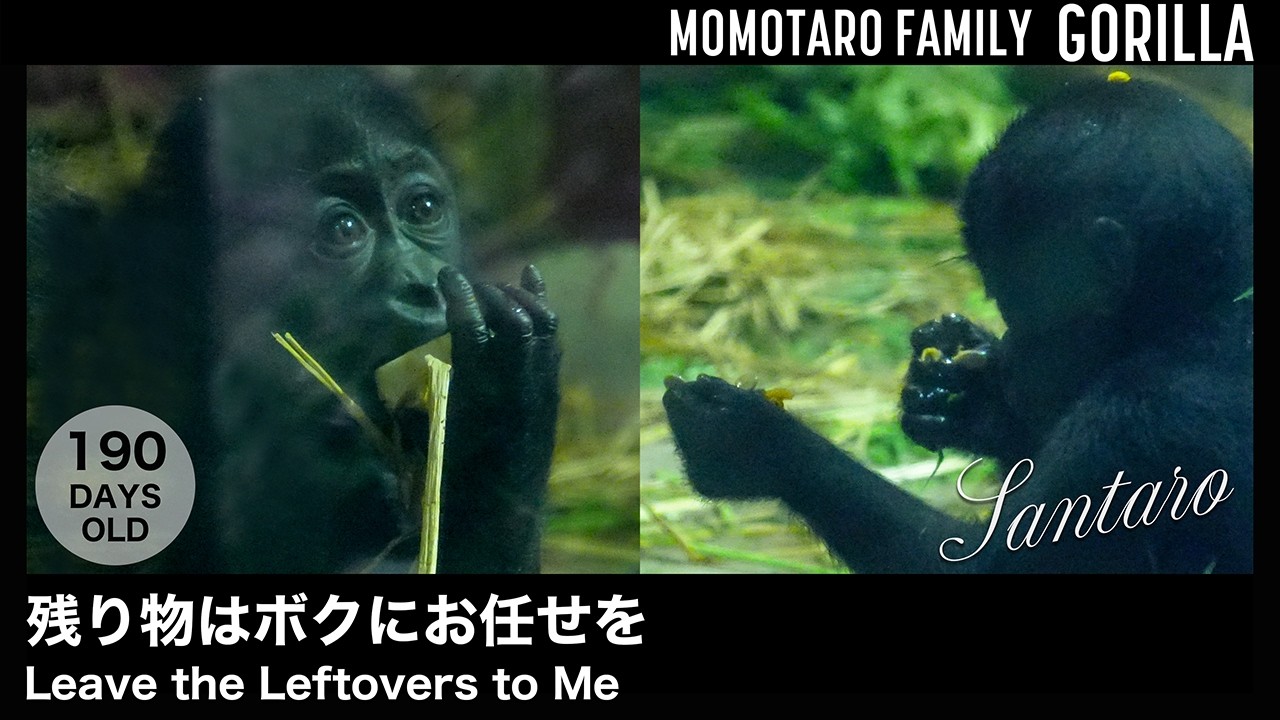 Leave the Leftovers to Me – Fun Gorilla Family at Kyoto Zoo, Vol