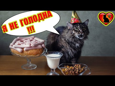 Почему Кошка Отказывается от Еды?! Основные Причины!