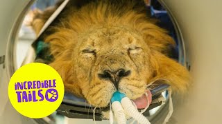 What's it like to put a big cat into a CAT scan | SWNS