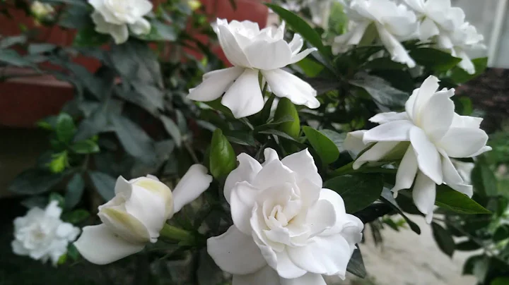 How To Make Gardenia Plant Produce More Buds And Blooms All Year Round - DayDayNews