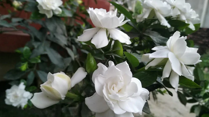 How To Make Gardenia Plant Produce More Buds And B...