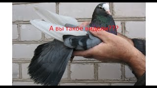 Уникальные истории о полёте моих голубей.