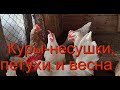 Куры-несушки, петухи и весна