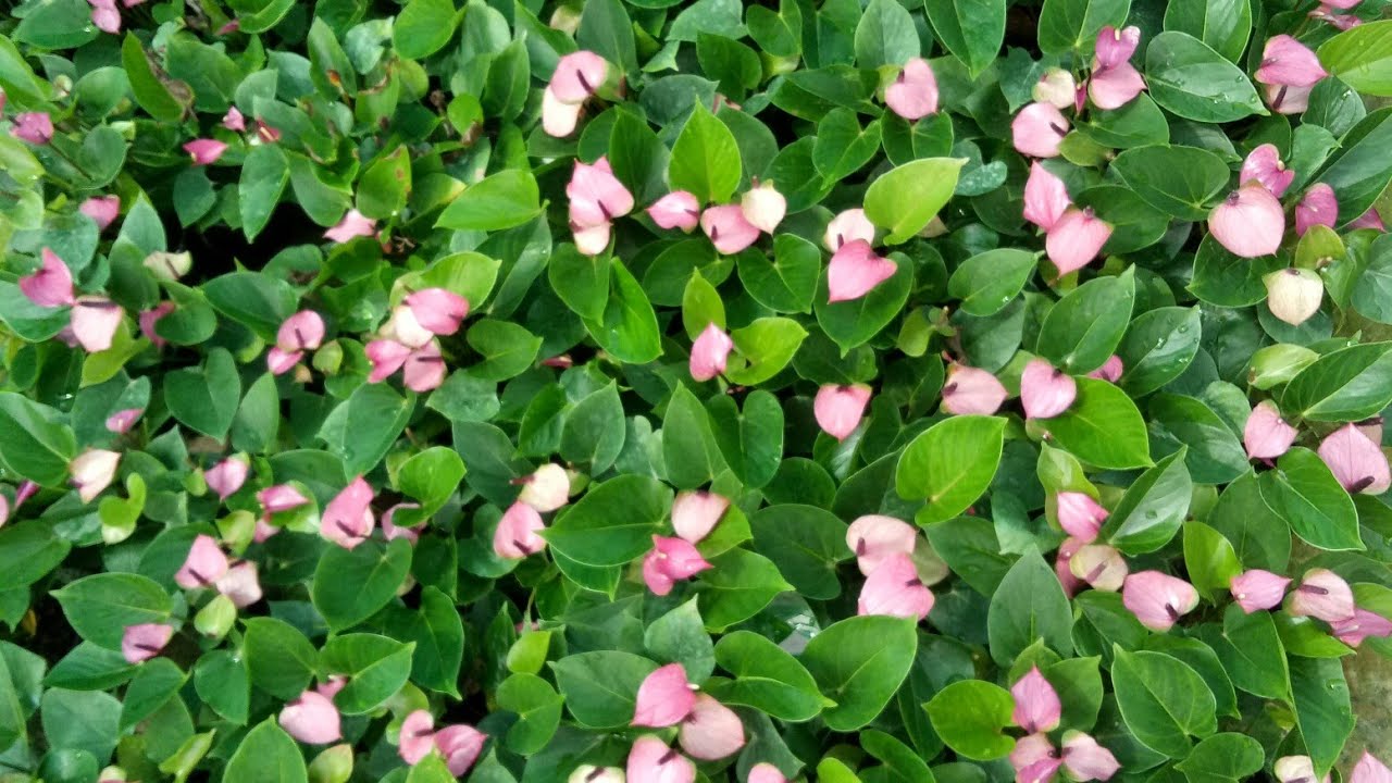 Indoor/miniature anthurium available.