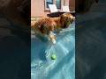 2 Dogs vs Sunk Ball 😂🤿 Clip from IG: thegoldenbros_t.b