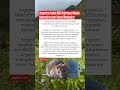 Argentina Tuduh WHO Politisasi Wabah Hantavirus, Kasus Melonjak Drastis!