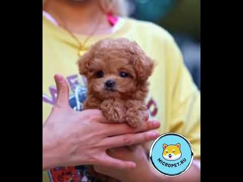 Купить Микро Мальтипу из Кореи на сайте www.micropet.ru