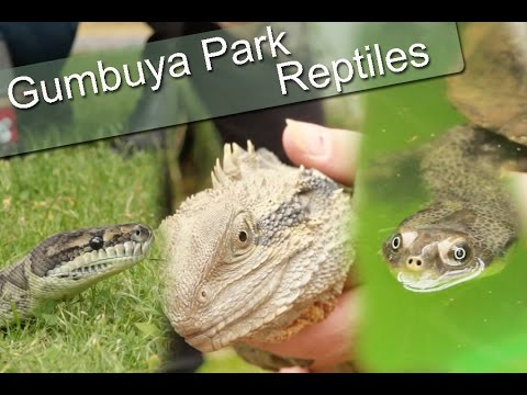 Gumbuya Park Reptiles