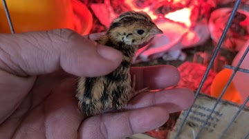 Cách Nuôi Chim Cút Con Mới Nở 1 Ngày Tuổi Rất Dễ 100% Thành Công