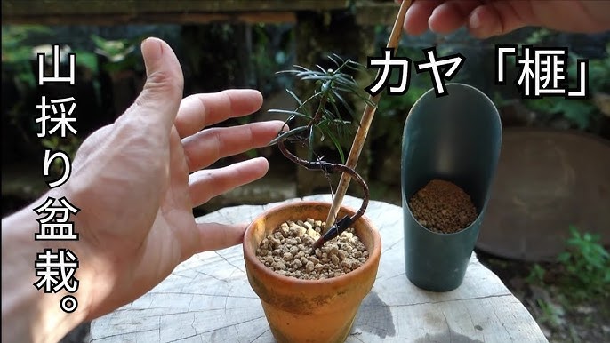 Bonsai Diary 盆栽日記 72 休日のおうち時間 植物の植え替え 素材ヒメシャラ Youtube Bonsai Diary 盆栽日記 72 休日のおうち時間 植物の植え替え 素材ヒメシャラ Youtube