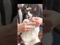 【悟りを開く猫】爪切りを克服する方法を編み出しました #ハチワレ #ばんくん #shorts