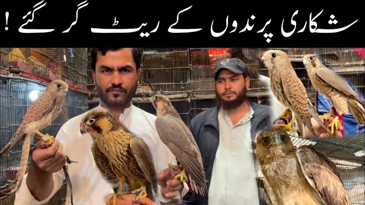 World Most Dangerous Hunting Birds 🦅 Bonali Eagles Shaheen Shikra Baz Badshah in Karachi Pakistan 😲😳