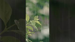 힐링 빗소리 뮤직 Healing rain sound, music 백색소음 ASMR | rain sounds