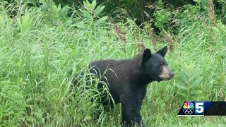 Bears are emerging earlier from hibernation in Vermont, Fish and Wildlife experts say