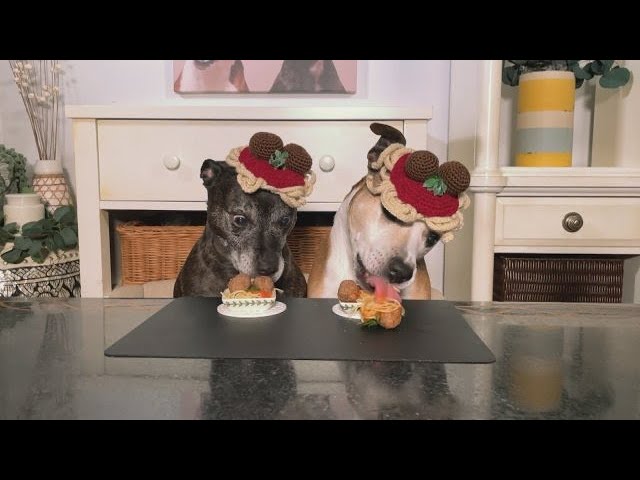 Viral Crocheted Food Dog Hat Maker Shares Spaghetti & Meatballs Demo 