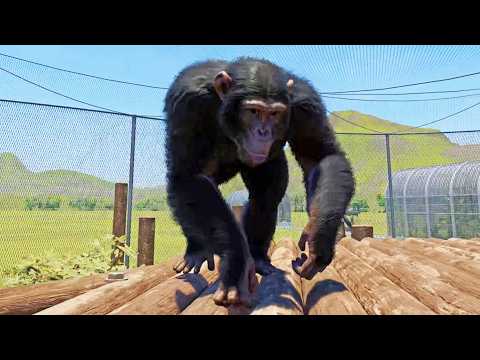 Planet Zoo 2 - Western Chimpanzee Gameplay (PS5 UHD) [4K30FPS]