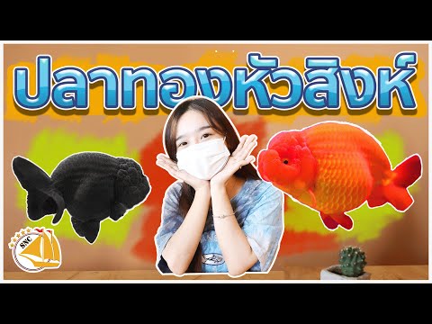 FISH TO MEET YOU-ปลาทองหัวสิงห์