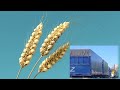 Грядущая катастрофа: Путлер готовит продовольственный апокалипсис
