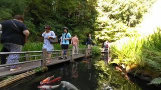 VR180 Travelogue - Portland Japanese Garden