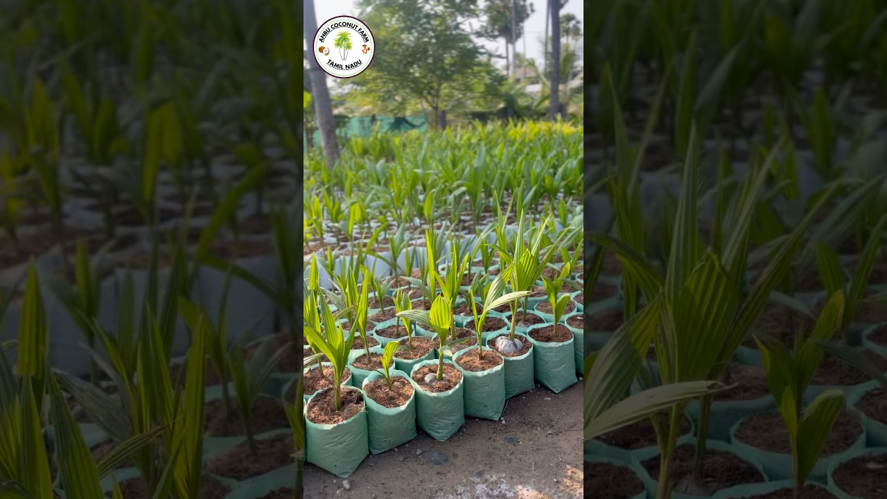 How We Run a Coconut Nursery to Help Farmers Get More Yield & Success