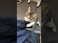 甘えのON･OFFがはっきりしている猫社員Cat employee with a clear switch to pamper