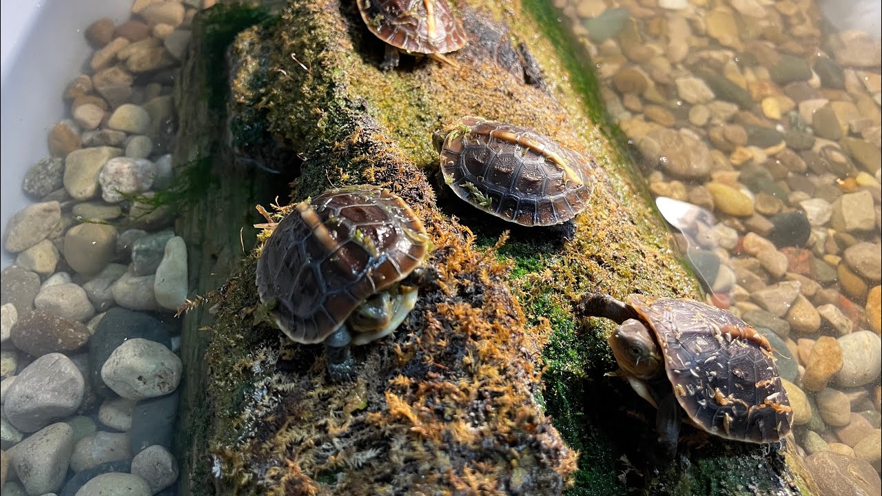 Full Grown Reeve's Turtles Size, Appearance, Price & More Full Grown