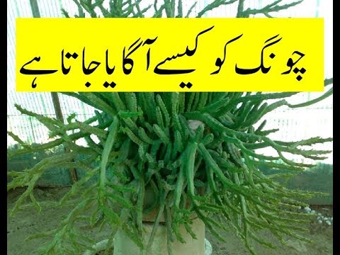 How to Grow Caralluma tuberculata/ چونگ کو کیسے آگایا جاتا ہے