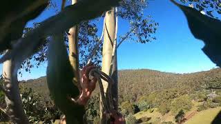 Mountain Ash removal/ a giant for 30 years of age