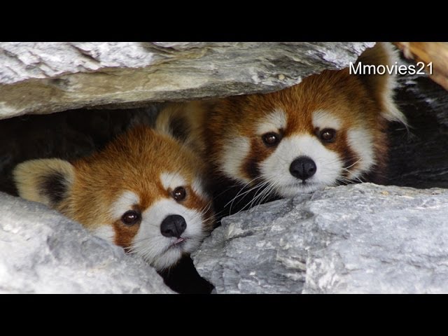 Cute Twins Red Panda Peep From Gap 隙間から顔を出すレッサーパンダ Youtube