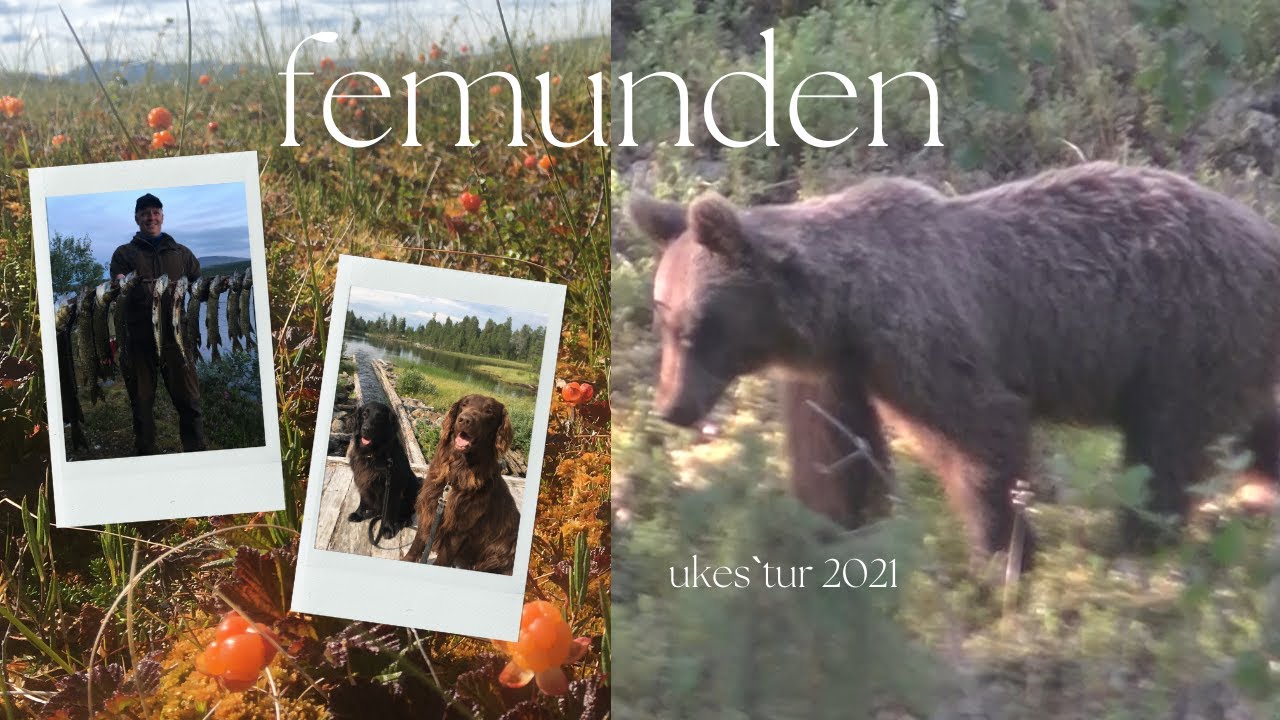 FEMUNDSMARKA 2021 - nærmøte med bjørn
