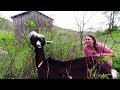 Can the GOATS do this JOB? -clearing invasive species