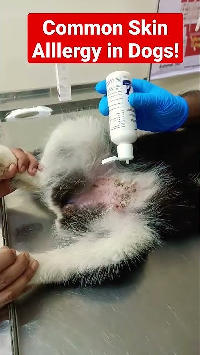 common-skin-allergy-in-dogs-shorts-youtube